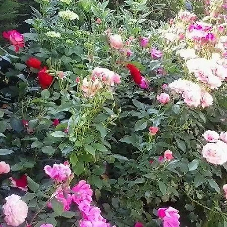 Rose Nocleg ze śniadaniem Cesiomaggiore