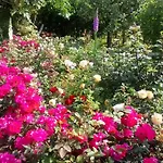 Rose 3* Cesiomaggiore