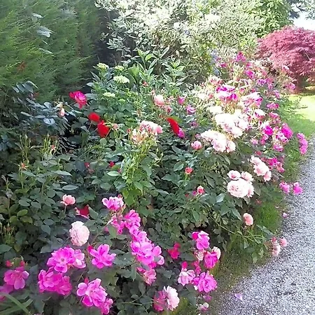 Rose فندق مبيت وإفطار 3*