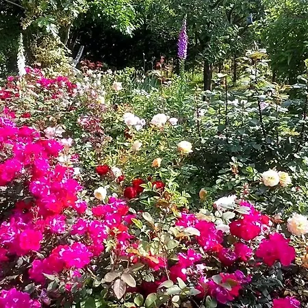 فندق مبيت وإفطار Rose 3*