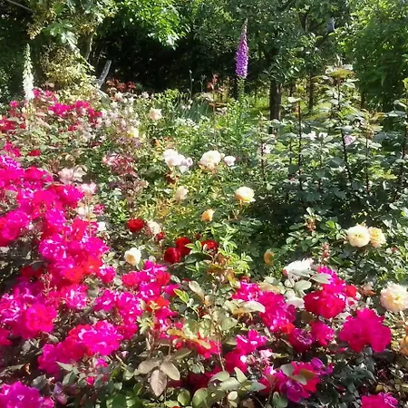 Rose 3* Cesiomaggiore